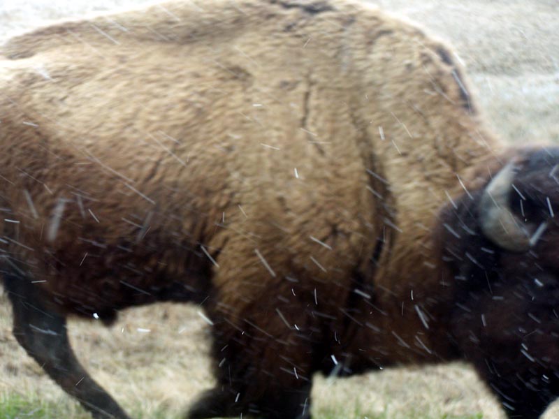 Name:  Yellostone%20Buffalo%201_zpsc4xunbcp.jpg
Views: 40
Size:  67.1 KB