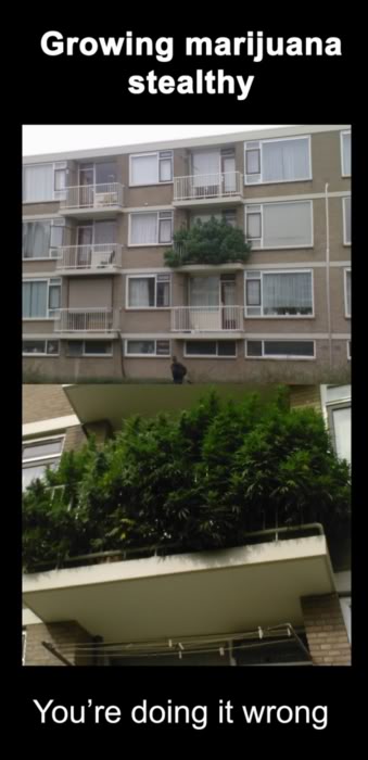 Name:  stealthy-marijuana.jpg
Views: 22
Size:  35.9 KB
