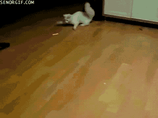 Name:  funny-gifs-crazy-crab-cat-chasing-l.gif
Views: 68
Size:  1.81 MB