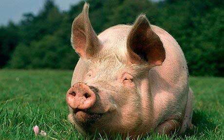 Name:  pig_1571615c.jpg
Views: 433
Size:  25.2 KB
