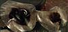 Fog Lights Burned ?-laminex_burnt.jpg
